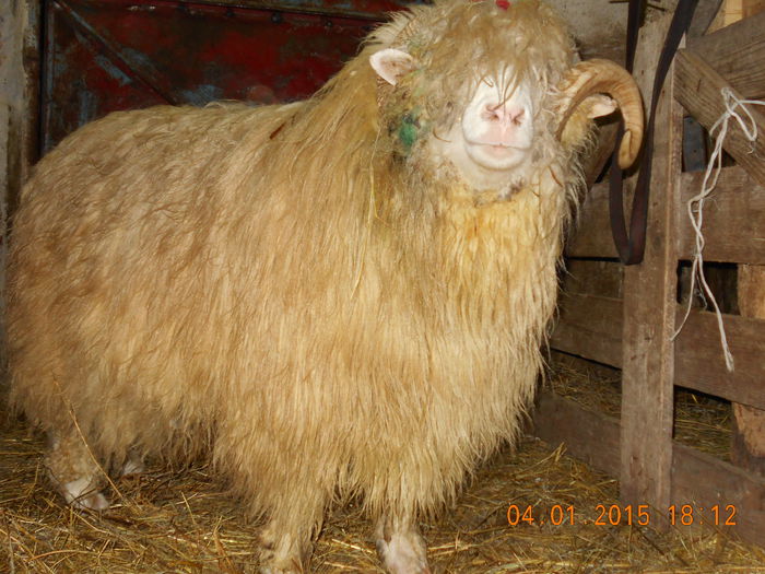 DSCN0361 - Berbeci 2o14-2015