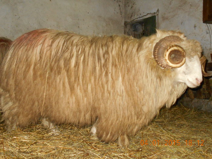 DSCN0364 - Berbeci 2o14-2015