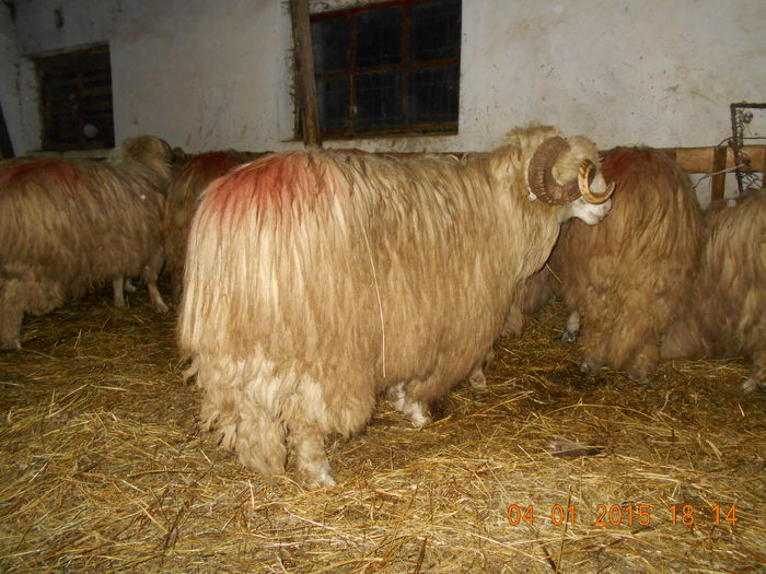 DSCN0366 - Berbeci 2o14-2015