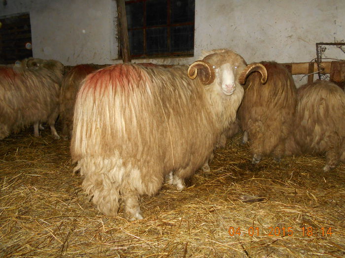 DSCN0367 - Berbeci 2o14-2015