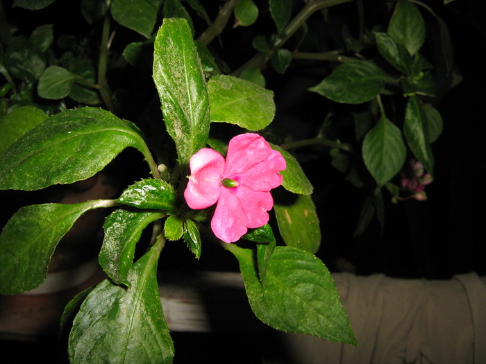 IMG_0037 - alte flori