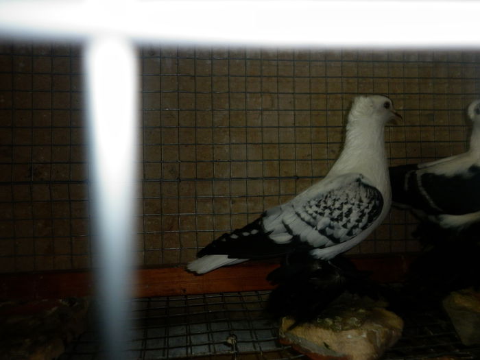 P1010139 - porumbei ai unui prieten din africa no1