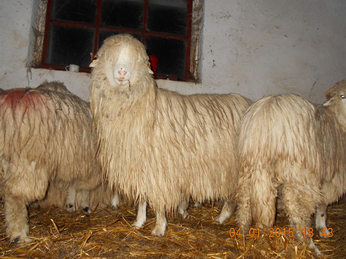 DSCN0416 - Balele anoastre