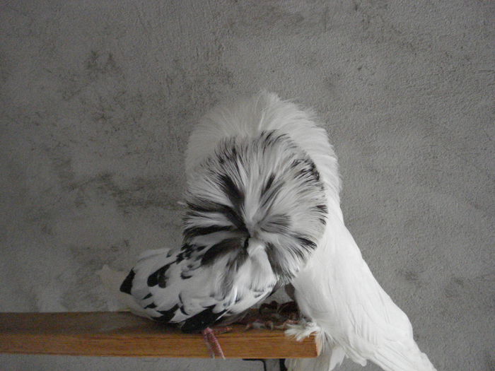 DSC04037 - GULERATI matca pt 2015