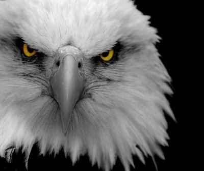 eagle,eye,animal,wicked,reference-87ac60370bf67c9b2726958665ed976b_h