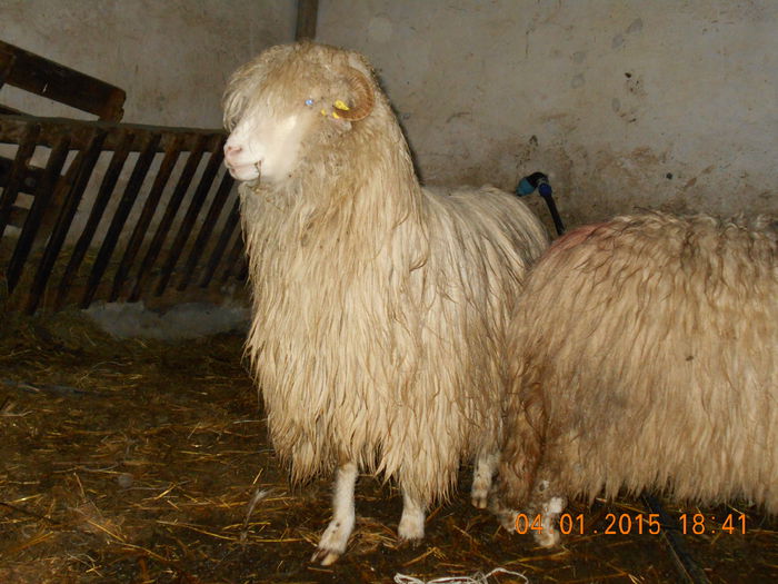 DSCN0411 - Balele anoastre