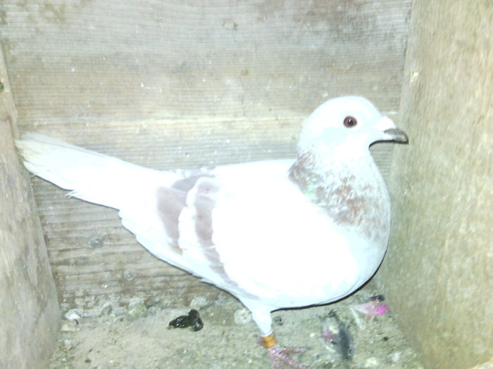 IMG_20141228_151116; porumbita
