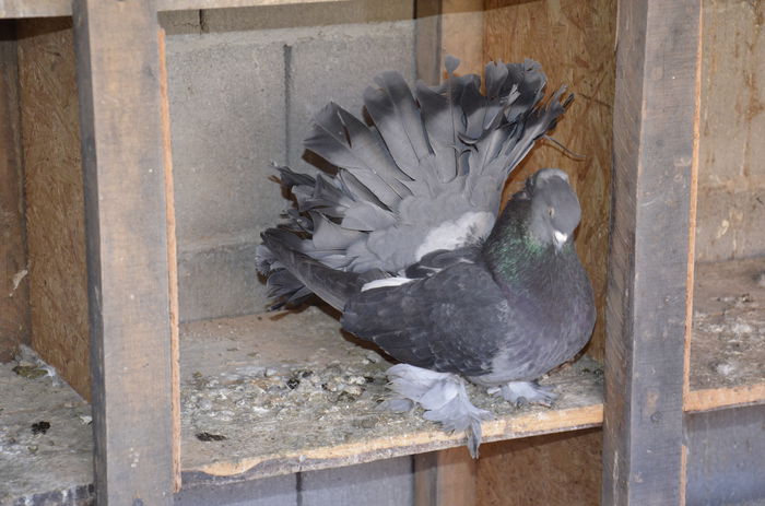 _DSC0073 - Porumbei-amintiri