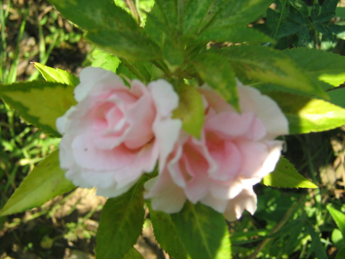 IMG_0078 - alte flori
