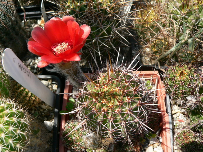 echinopsis_aurea_v.dobeana (1) - genul Echinopsis