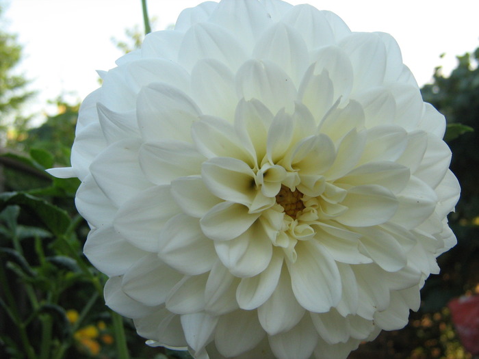IMG_0079 - alte flori