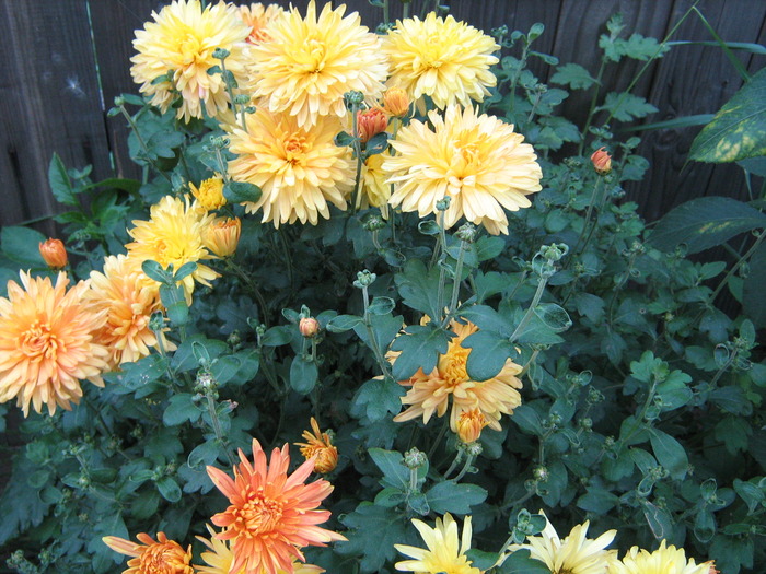 IMG_0080 - alte flori