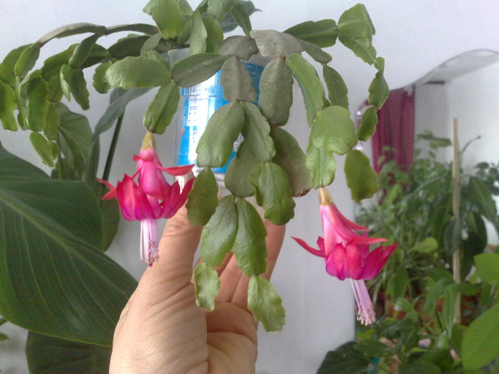 19012010381 - Schlumbergera si Rhipsalidolis