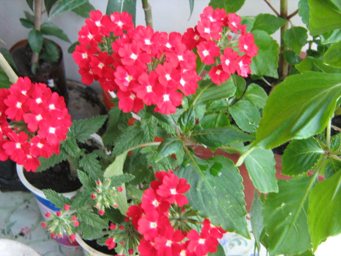 IMG_0081 - alte flori