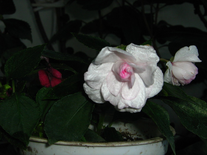 IMG_0082 - alte flori