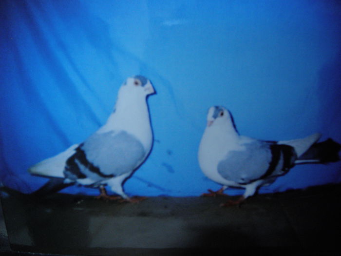 P1040008 - y cativa din porumbeii detinuti de mine in anul  1990