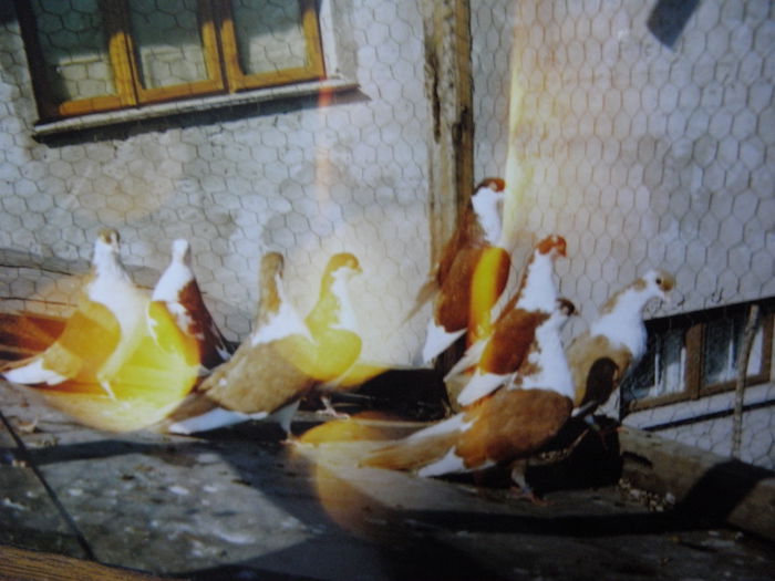 P1040012 - y cativa din porumbeii detinuti de mine in anul  1990