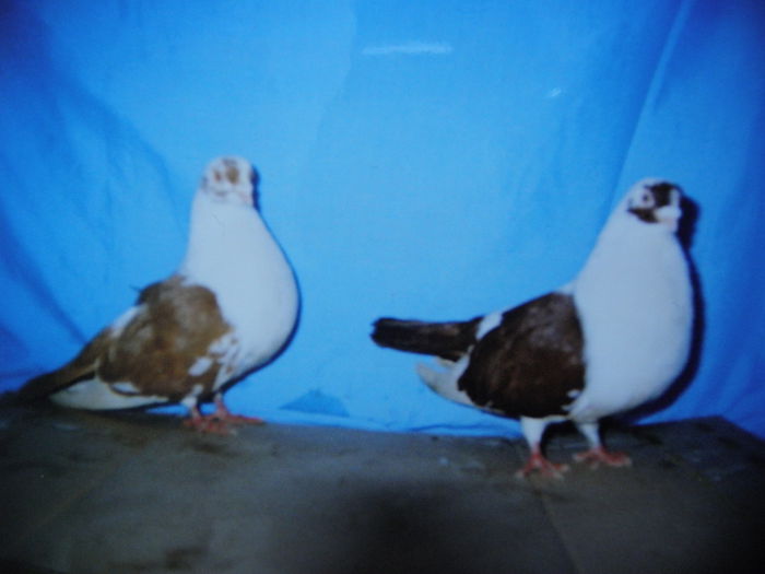 P1040014 - y cativa din porumbeii detinuti de mine in anul  1990