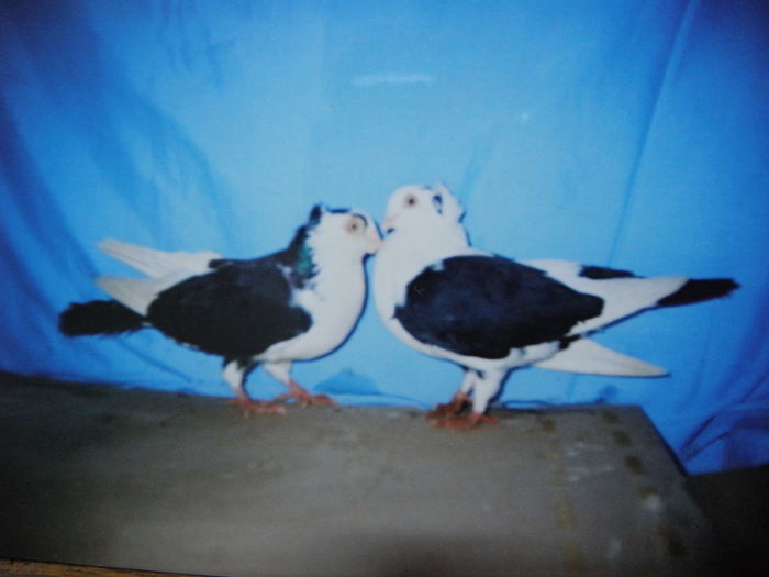 P1040016 - y cativa din porumbeii detinuti de mine in anul  1990