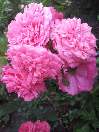 20140712_175233 - 2014 Amintiri de asta-vara