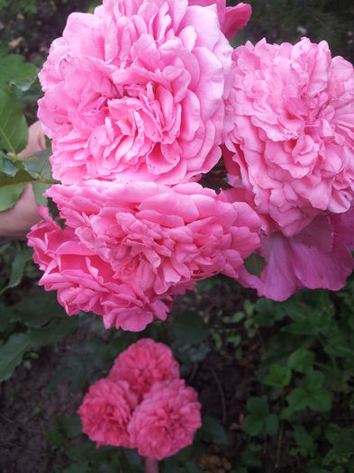 20140712_175243 - 2014 Amintiri de asta-vara