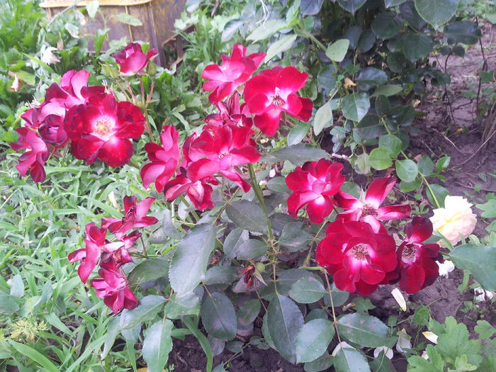 20140712_175425 - 2014 Amintiri de asta-vara