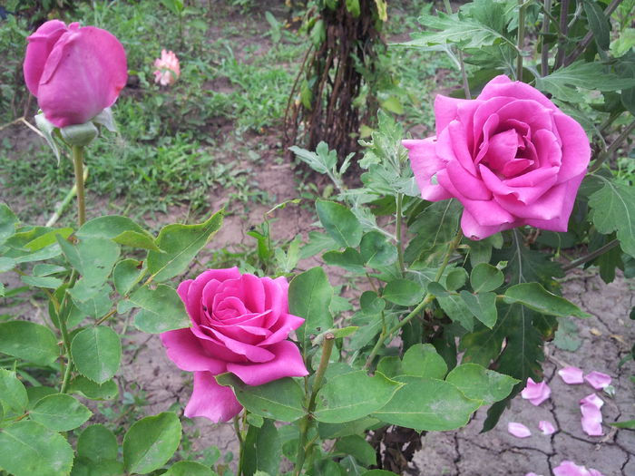 20140712_175558 - 2014 Amintiri de asta-vara