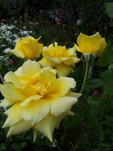 20140712_175706 - 2014 Amintiri de asta-vara