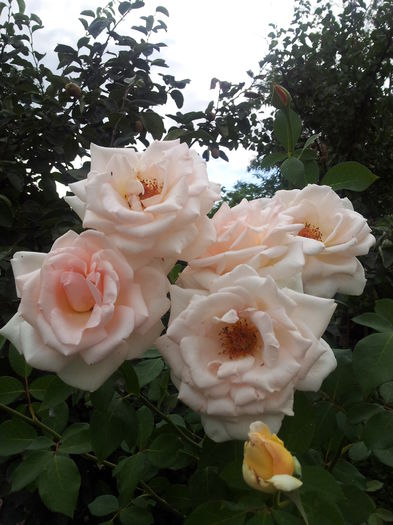 20140712_175804 - 2014 Amintiri de asta-vara