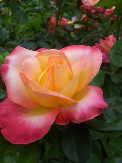 20140712_175914 - 2014 Amintiri de asta-vara