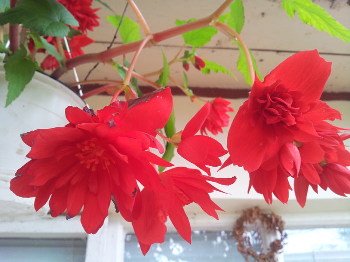 20140712_180106 - 2014 Amintiri de asta-vara