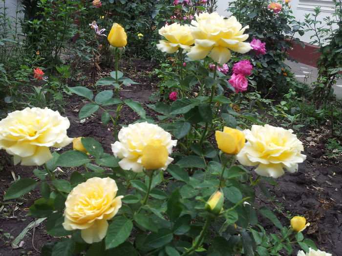 20140712_180145 - 2014 Amintiri de asta-vara