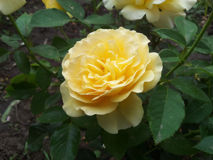 20140712_180201 - 2014 Amintiri de asta-vara