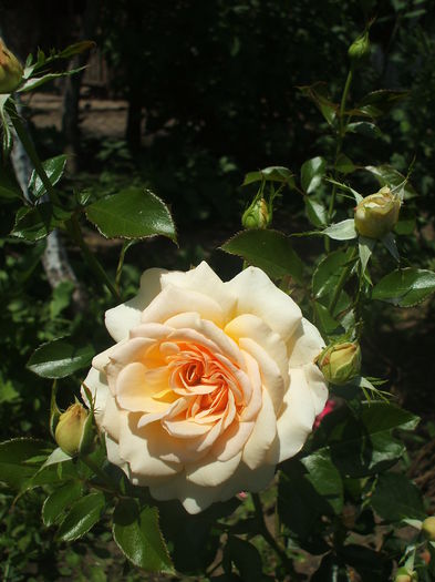 DSCF0046 - 2014 Amintiri de asta-vara