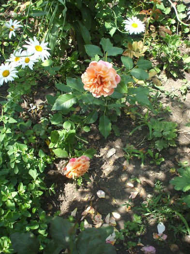 DSCF0054 - 2014 Amintiri de asta-vara