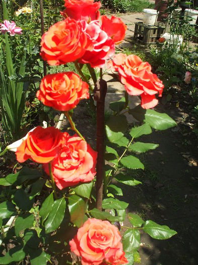 DSCF0059 - 2014 Amintiri de asta-vara