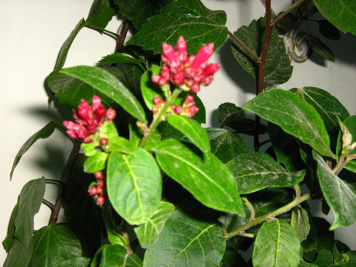 IMG_0086 - alte flori