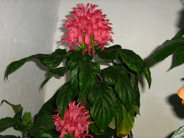 IMG_0089 - alte flori