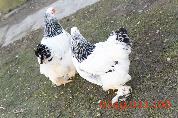 IMG_0186 - Brahma herminat deschis matca pt anul 2015