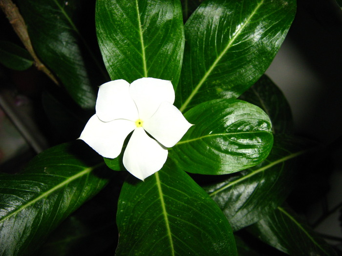 IMG_0092_2 - alte flori