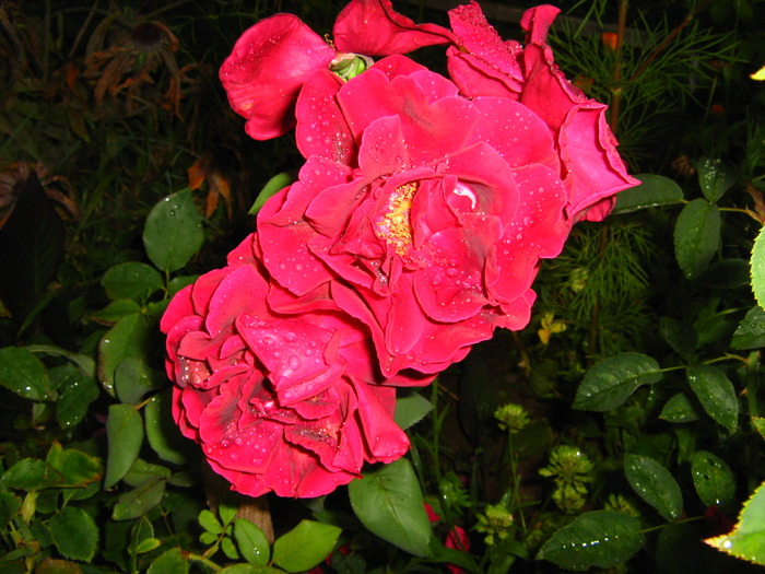 IMG_0094_2 - alte flori