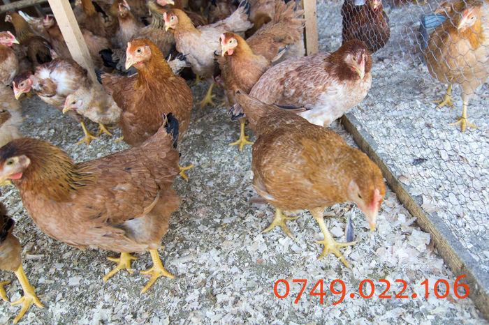 IMG_0261 - Kabir rasa mixta carne oua -matca pt anul 2015