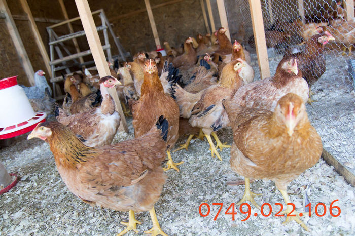 IMG_0263 - Kabir rasa mixta carne oua -matca pt anul 2015