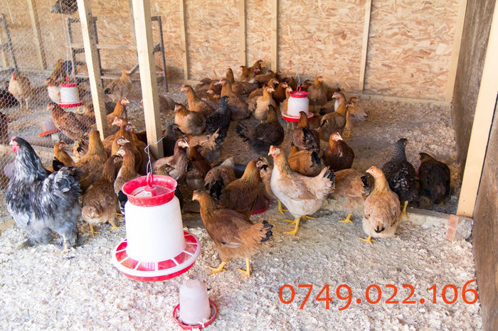 IMG_0266 - Kabir rasa mixta carne oua -matca pt anul 2015