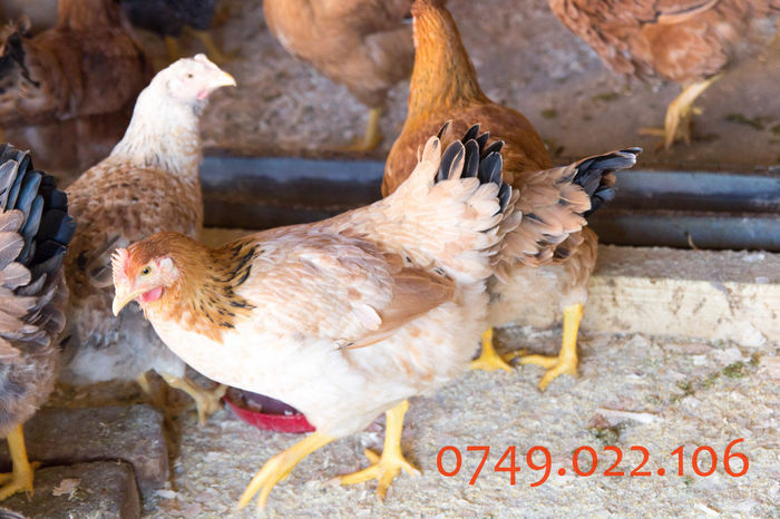 IMG_0268 - Kabir rasa mixta carne oua -matca pt anul 2015