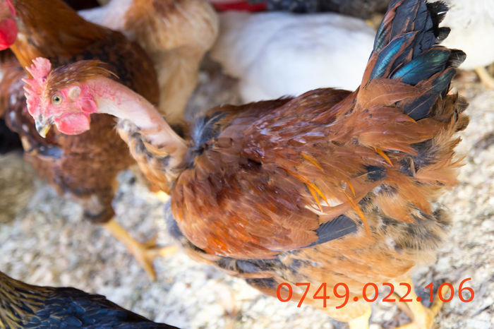 IMG_0272 - Kabir rasa mixta carne oua -matca pt anul 2015