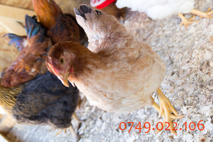 IMG_0275 - Kabir rasa mixta carne oua -matca pt anul 2015