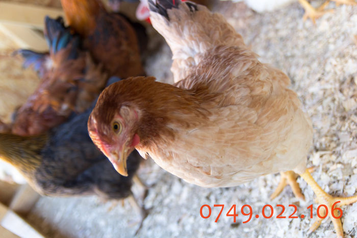 IMG_0276 - Kabir rasa mixta carne oua -matca pt anul 2015