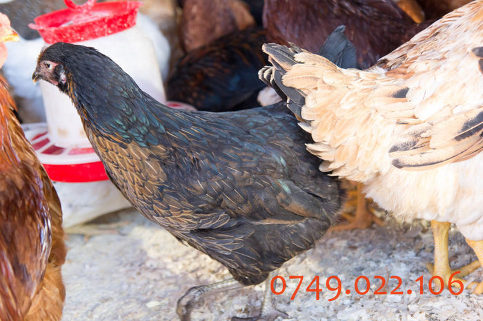 IMG_0277 - Kabir rasa mixta carne oua -matca pt anul 2015