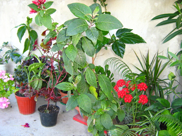 IMG_0099 - alte flori